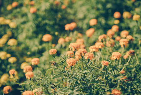 Découvrez les bienfaits de l'huile végétale de calendule pour votre peau.